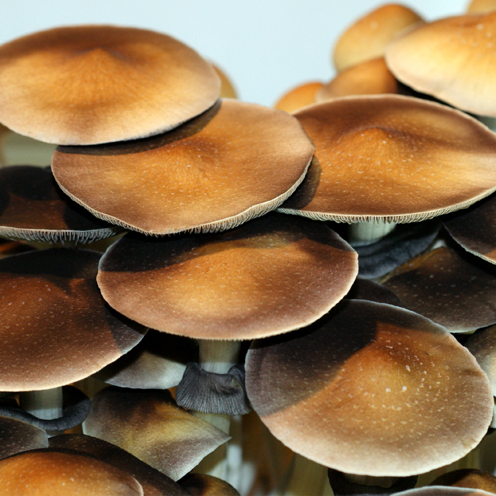 Psilocybe cubensis Thailand Lipa Yai