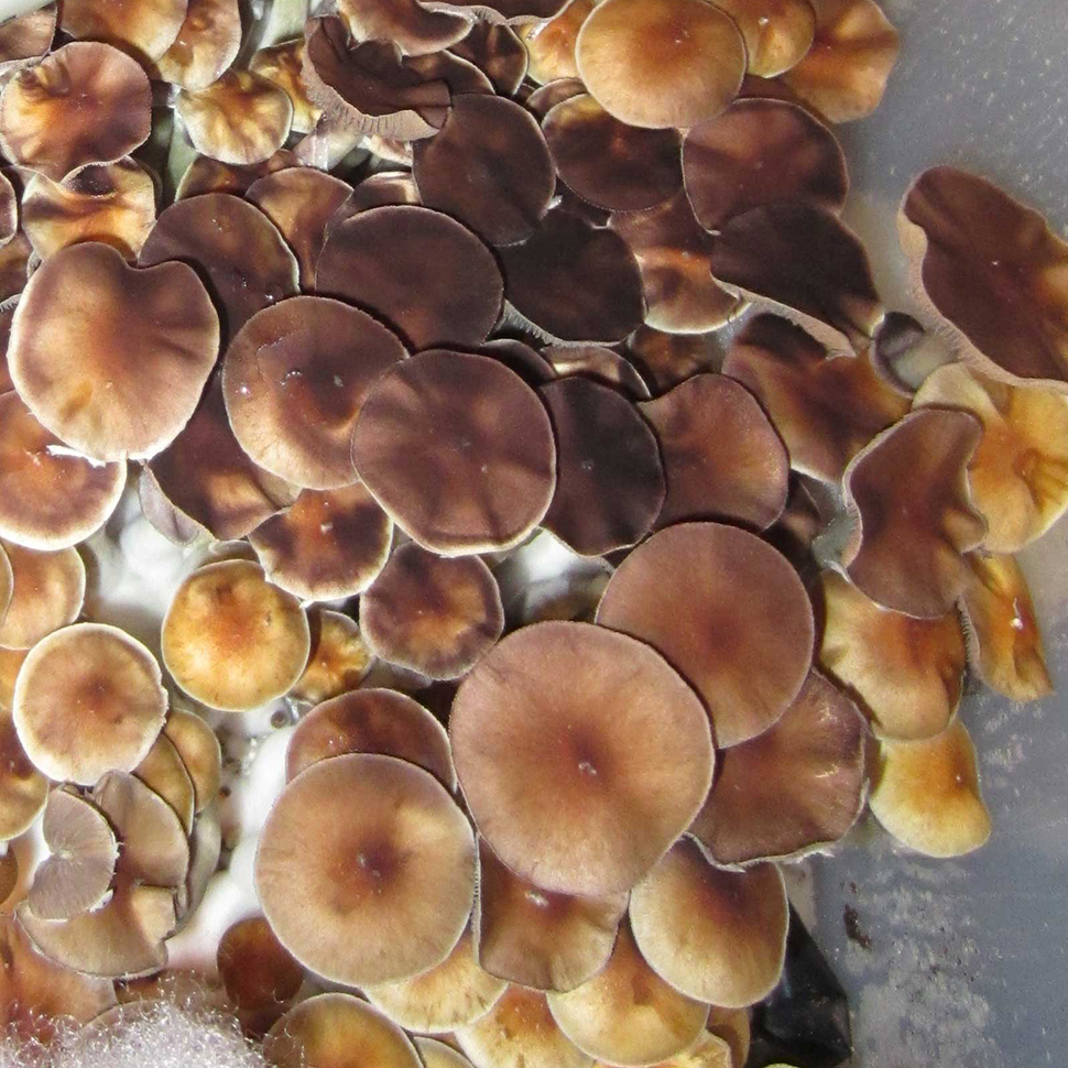 Описание внешнего вида Psilocybe cubensis Thailand Lipa Yai﻿