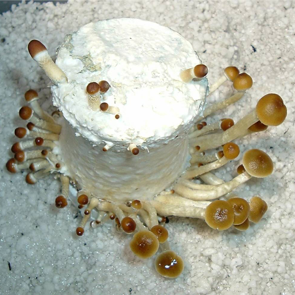 Происхождение стрейна Psilocybe cubensis Thailand Lipa Yai