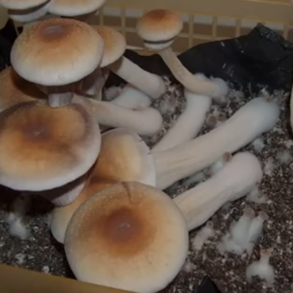 Psilocybe cubensis St Dixieland