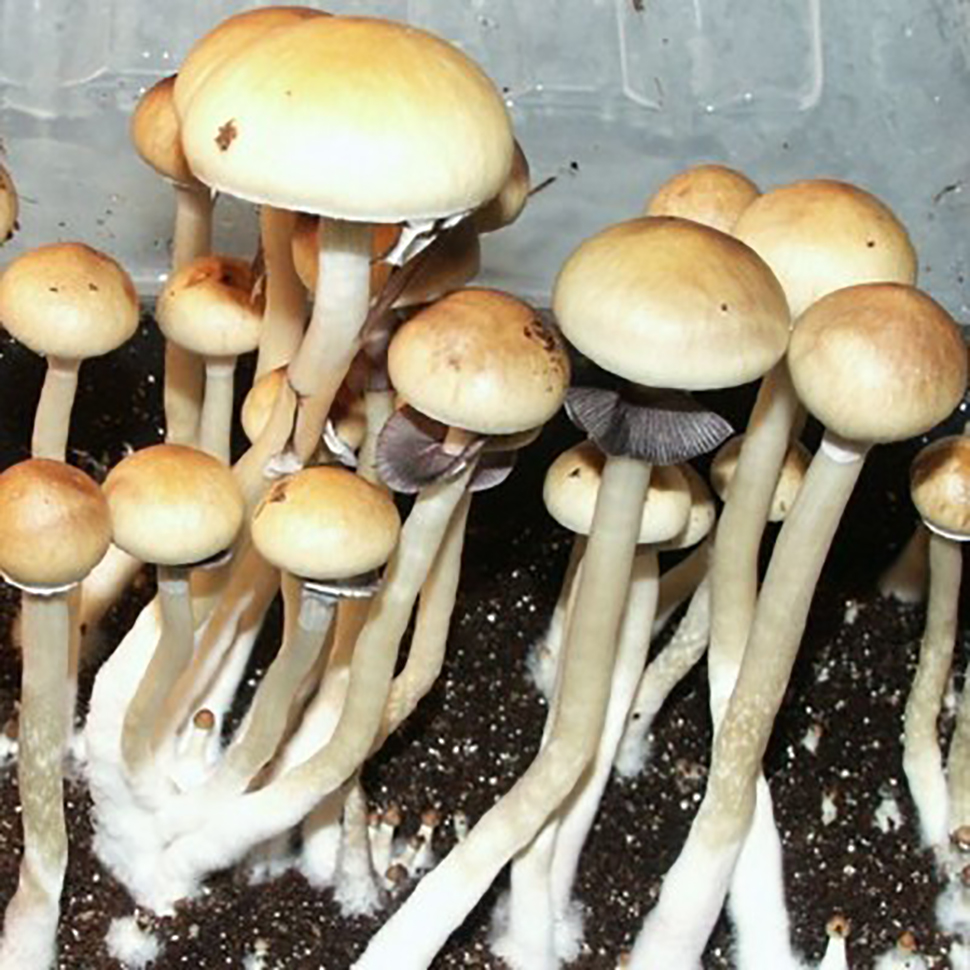 Описание внешнего вида Psilocybe cubensis St Dixieland