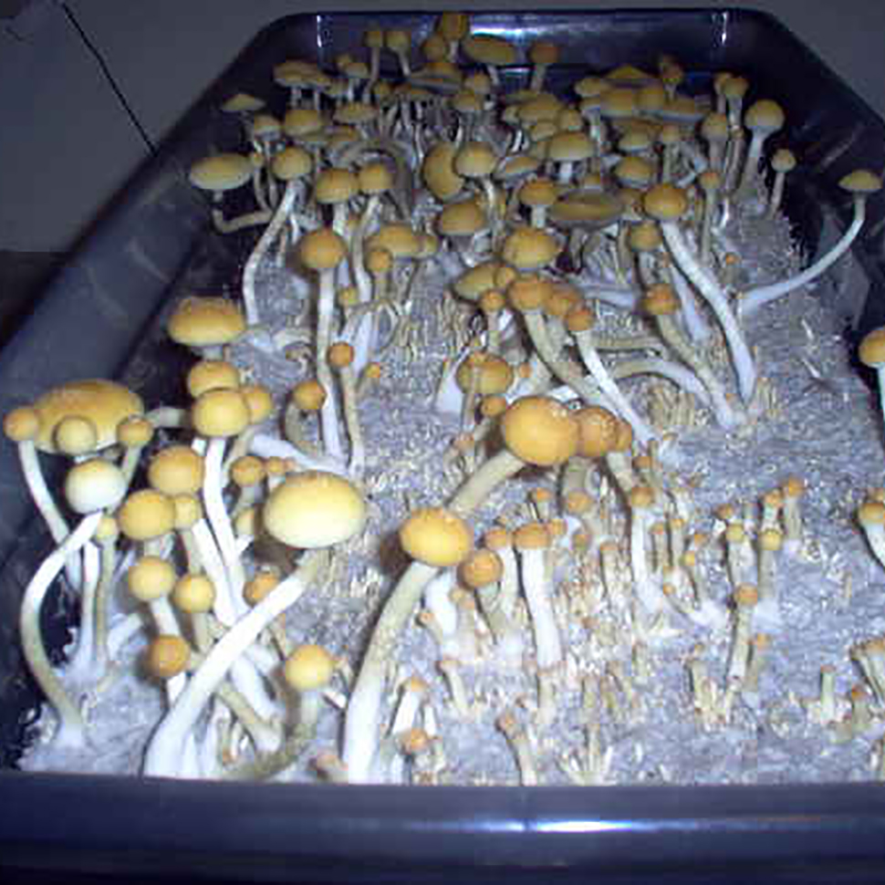 Происхождение стрейна Psilocybe cubensis St Dixieland﻿
