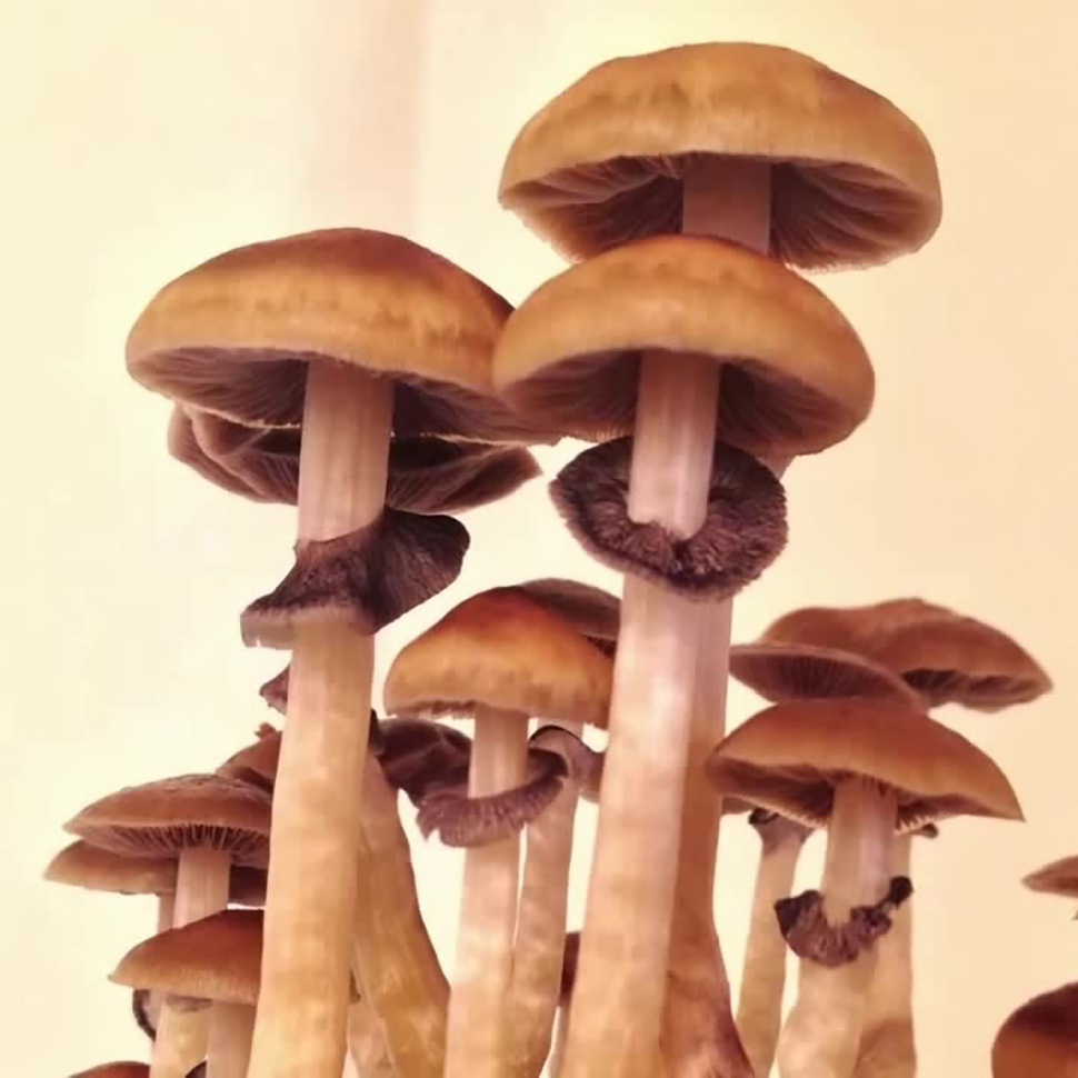 Psilocibe cubensis Ecuador