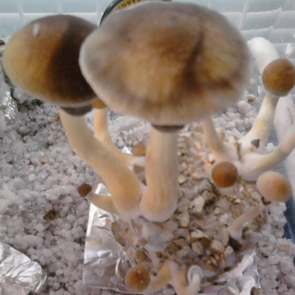 Описание внешнего вида Psilocibe cubensis Ecuador