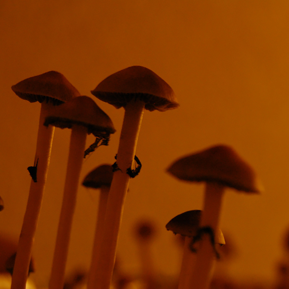 Происхождение стрейна Psilocibe cubensis Ecuador