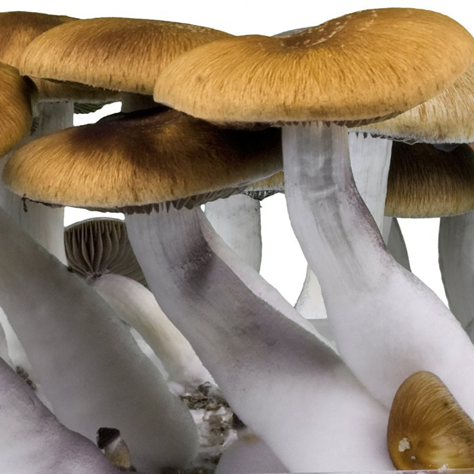 Описание внешнего вида Psilocibe cubensis «Golden Teacher»