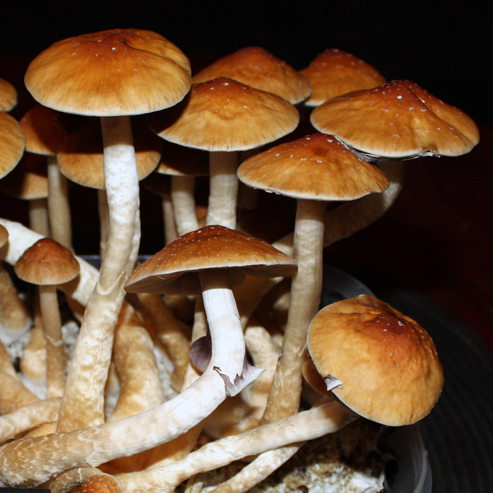 Происхождение стрейна Psilocibe cubensis «Golden Teacher»﻿