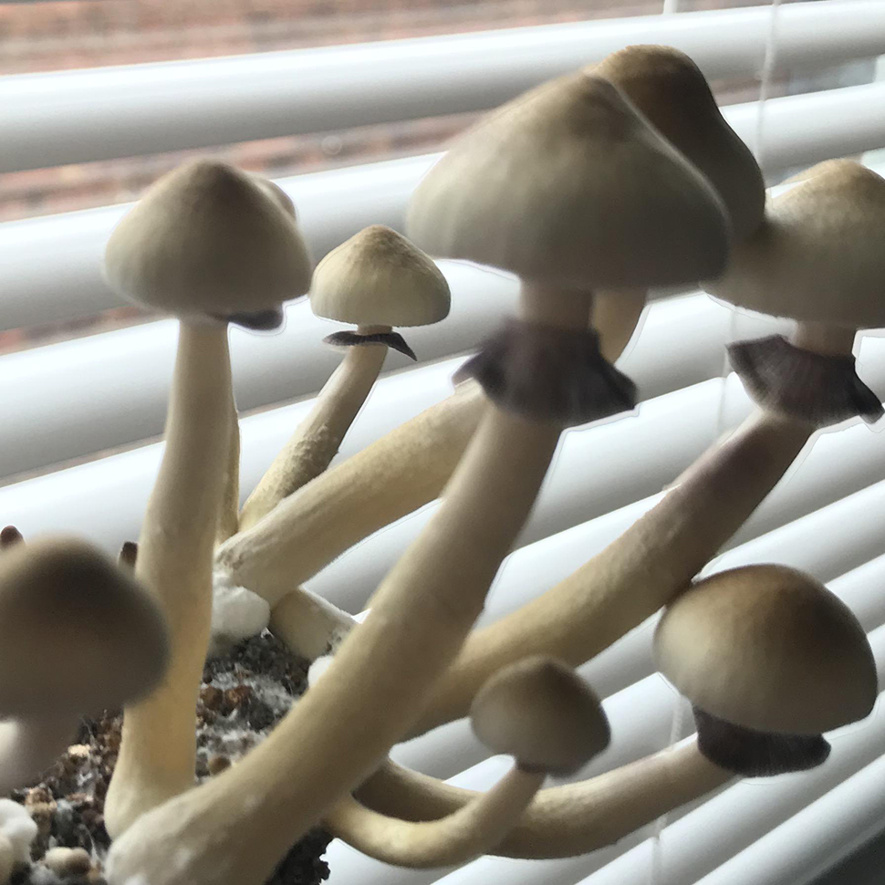 Psilocibe cubensis «Nepal Chitwan»