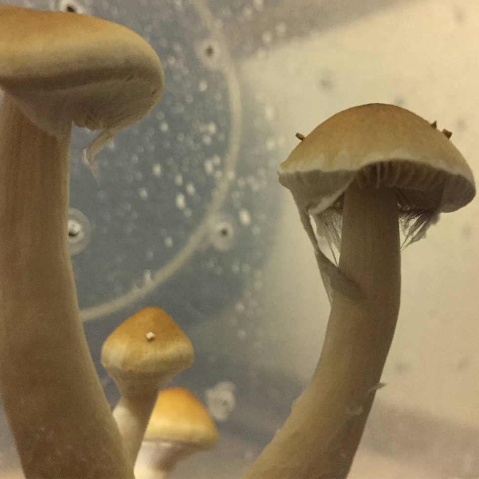 Описание внешнего вида Psilocibe cubensis «Nepal Chitwan»﻿