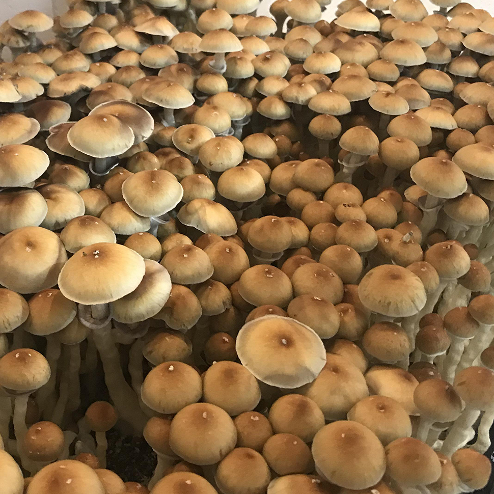 Происхождение стрейна Psilocibe cubensis «Nepal Chitwan»