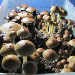 Psilocybe cubensis Wollongong