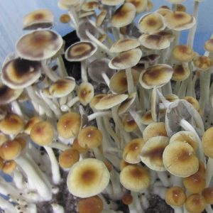 Psilocybe cubensis Syzygy