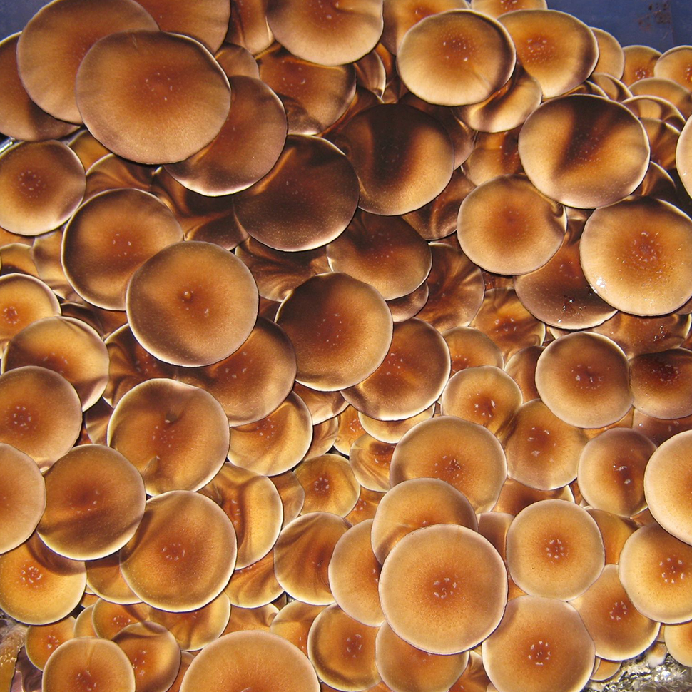 Описание внешнего вида Psilocybe cubensis Syzygy﻿