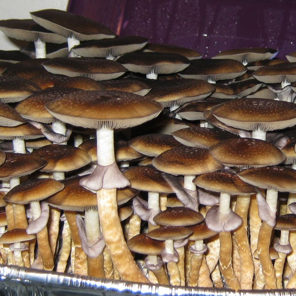 Происхождение стрейна Psilocybe cubensis Syzygy﻿