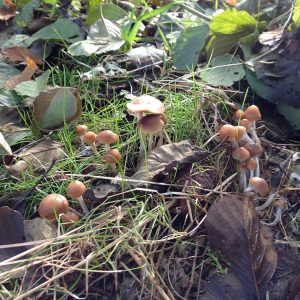 Psilocybe Germanica
