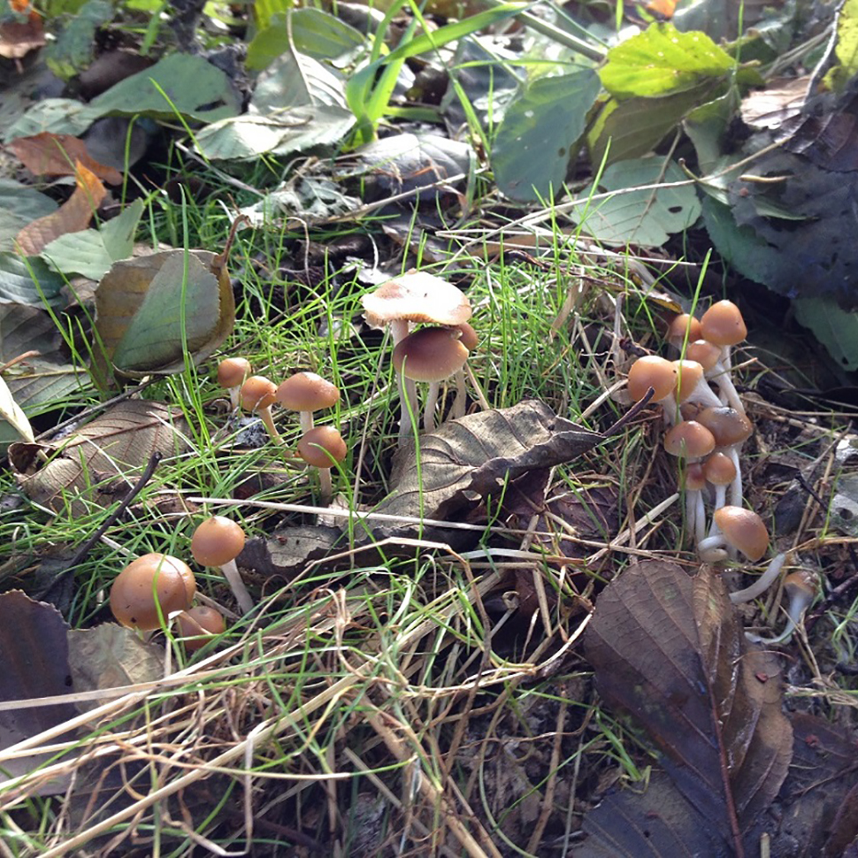 Psilocybe Germanica