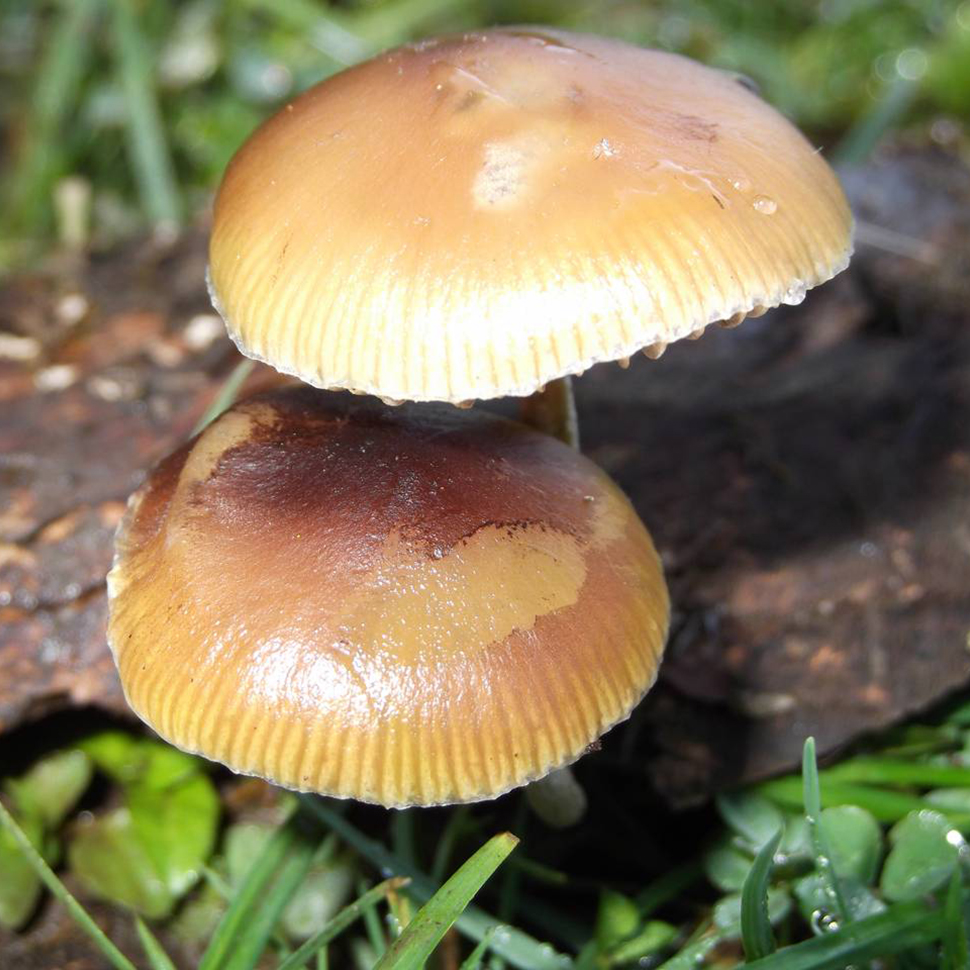 Описание внешнего вида Psilocybe Germanica