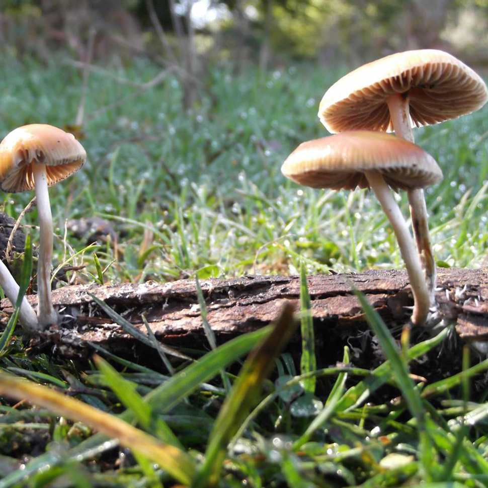 Культивация Psilocybe Germanica в домашних условиях﻿