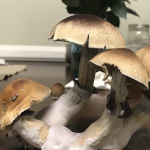 Psilocibe cubensis Huatla