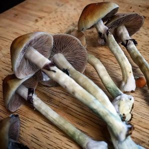 Psilocybe cubensis St Hanoi