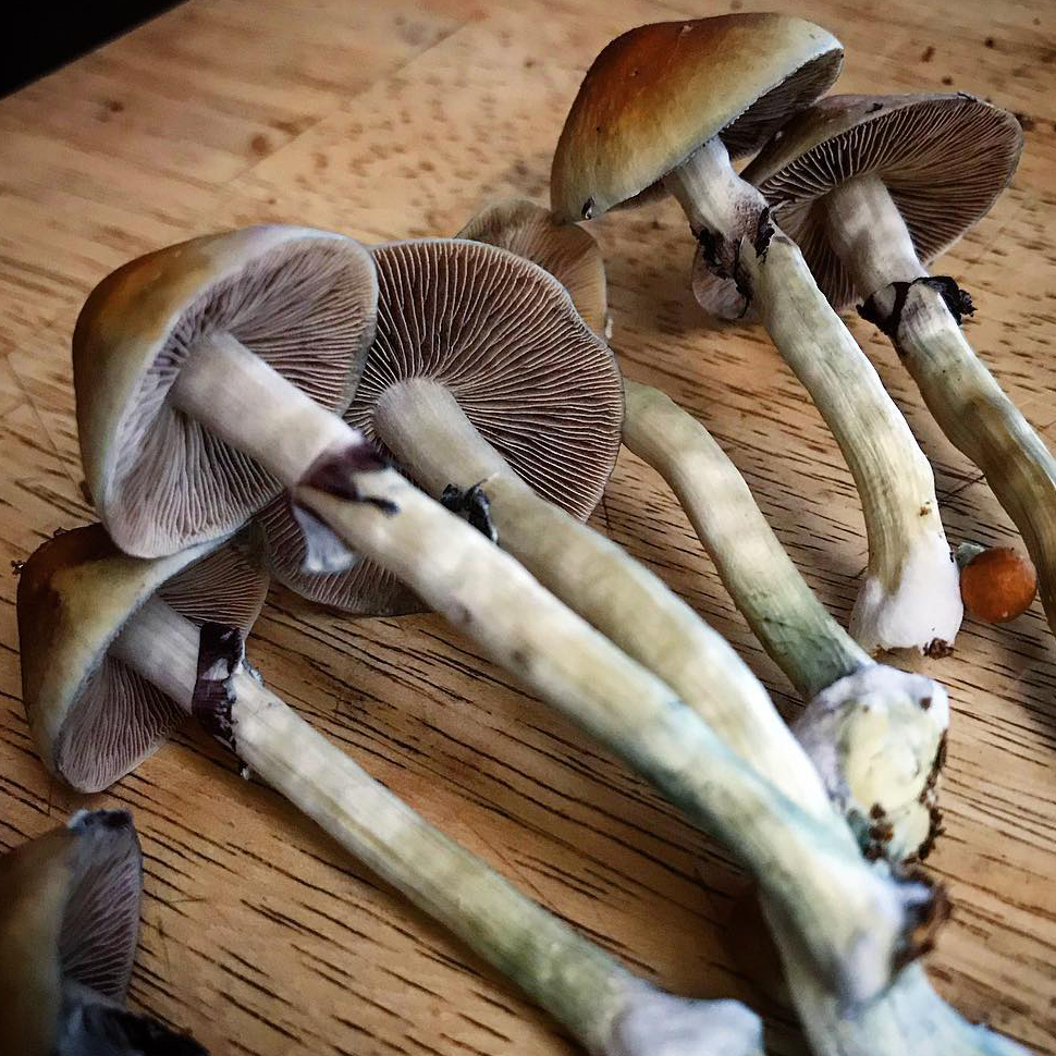 Psilocybe cubensis St Hanoi