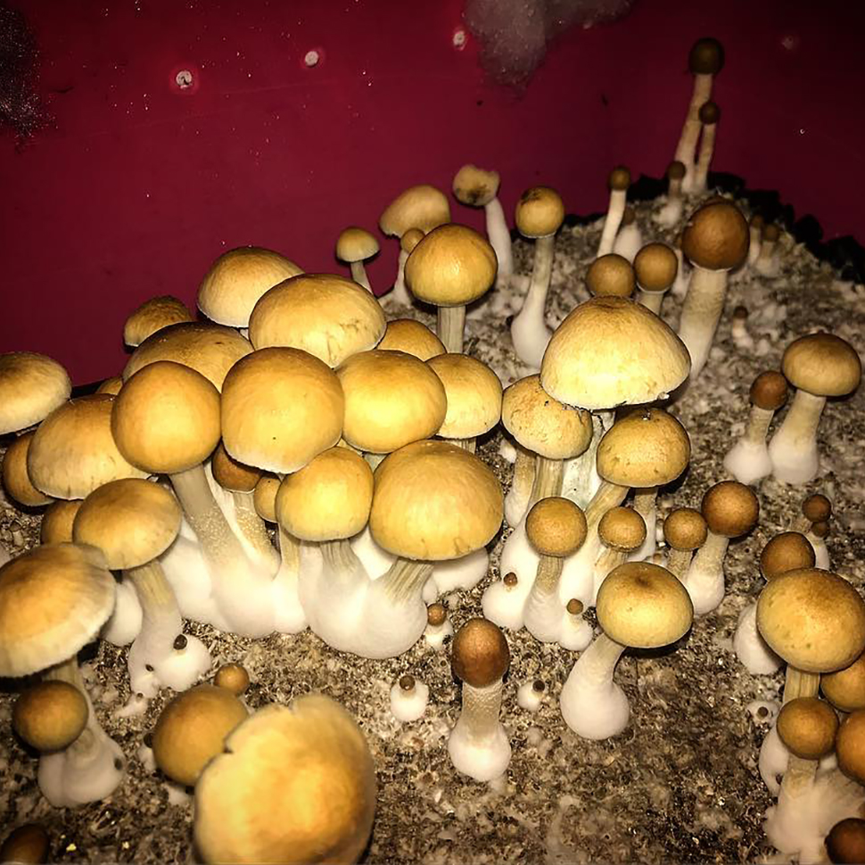 Описание внешнего вида Psilocybe cubensis St Hanoi﻿