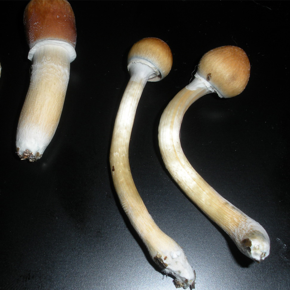 Описание внешнего вида Psilocibe cubensis Huatla﻿