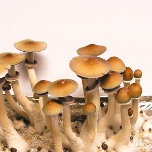 Psilocibe cubensis «Hawaii»﻿