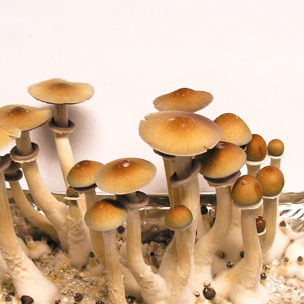 Psilocibe cubensis «Hawaii»﻿