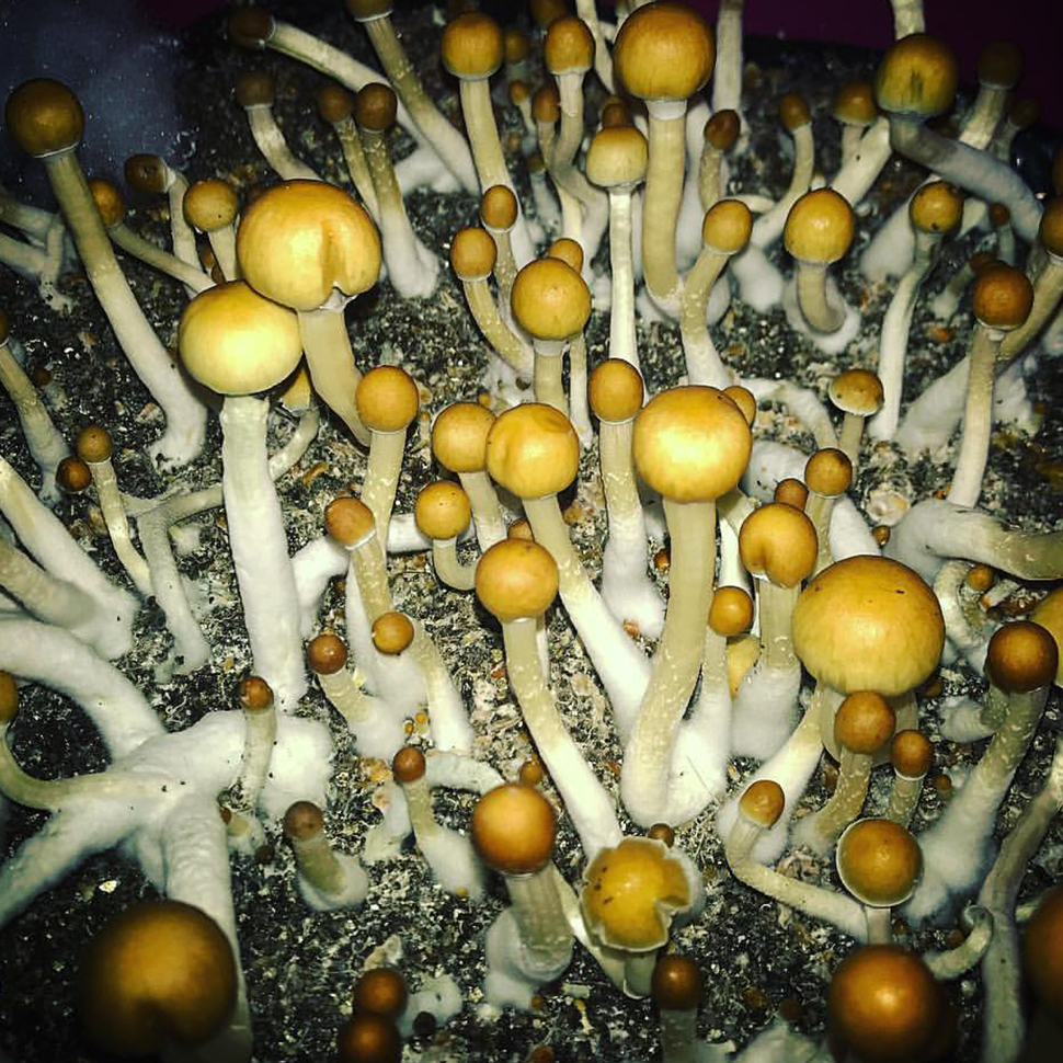 Происхождение стрейна Psilocybe cubensis St Hanoi﻿