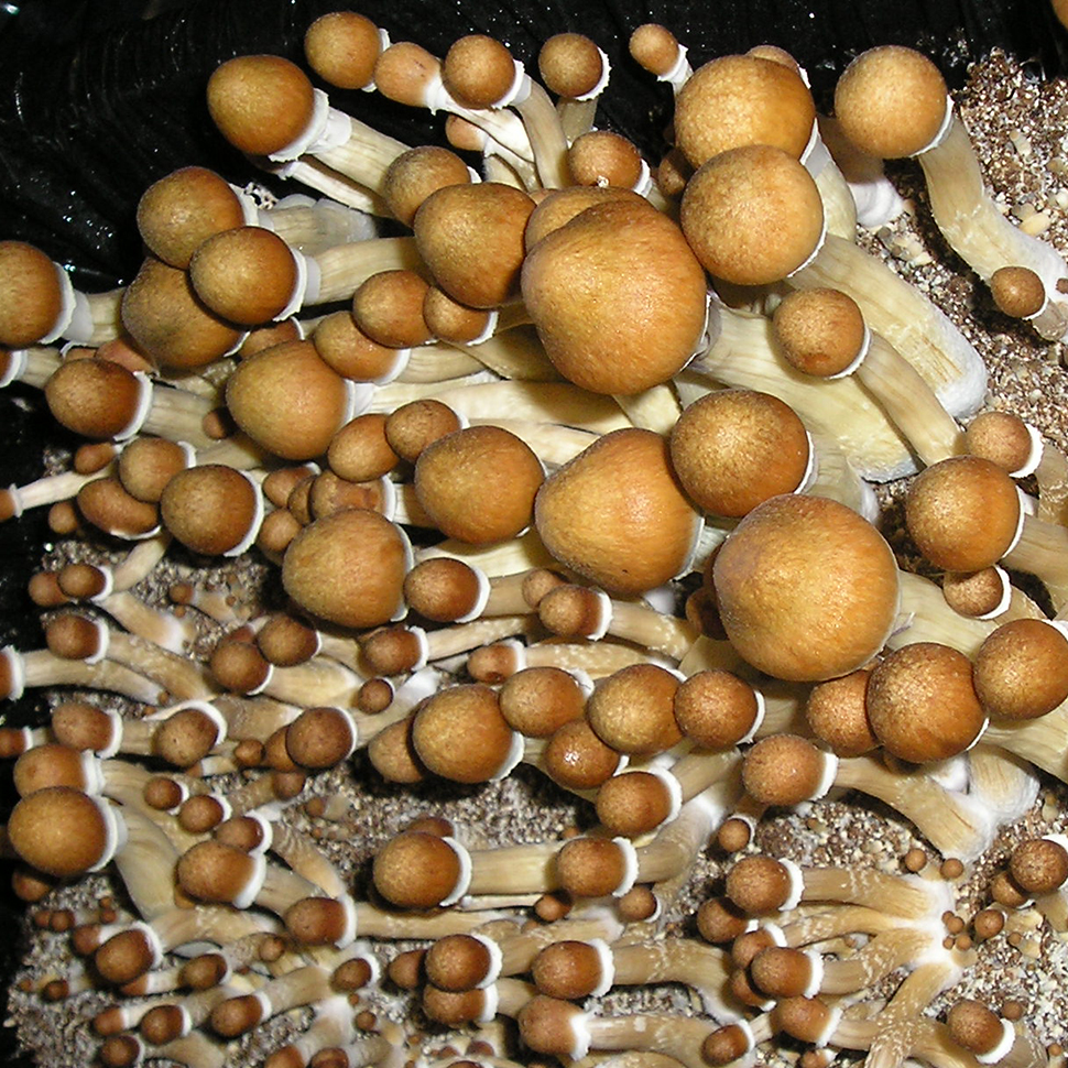 Происхождение стрейна Psilocibe cubensis Huatla﻿