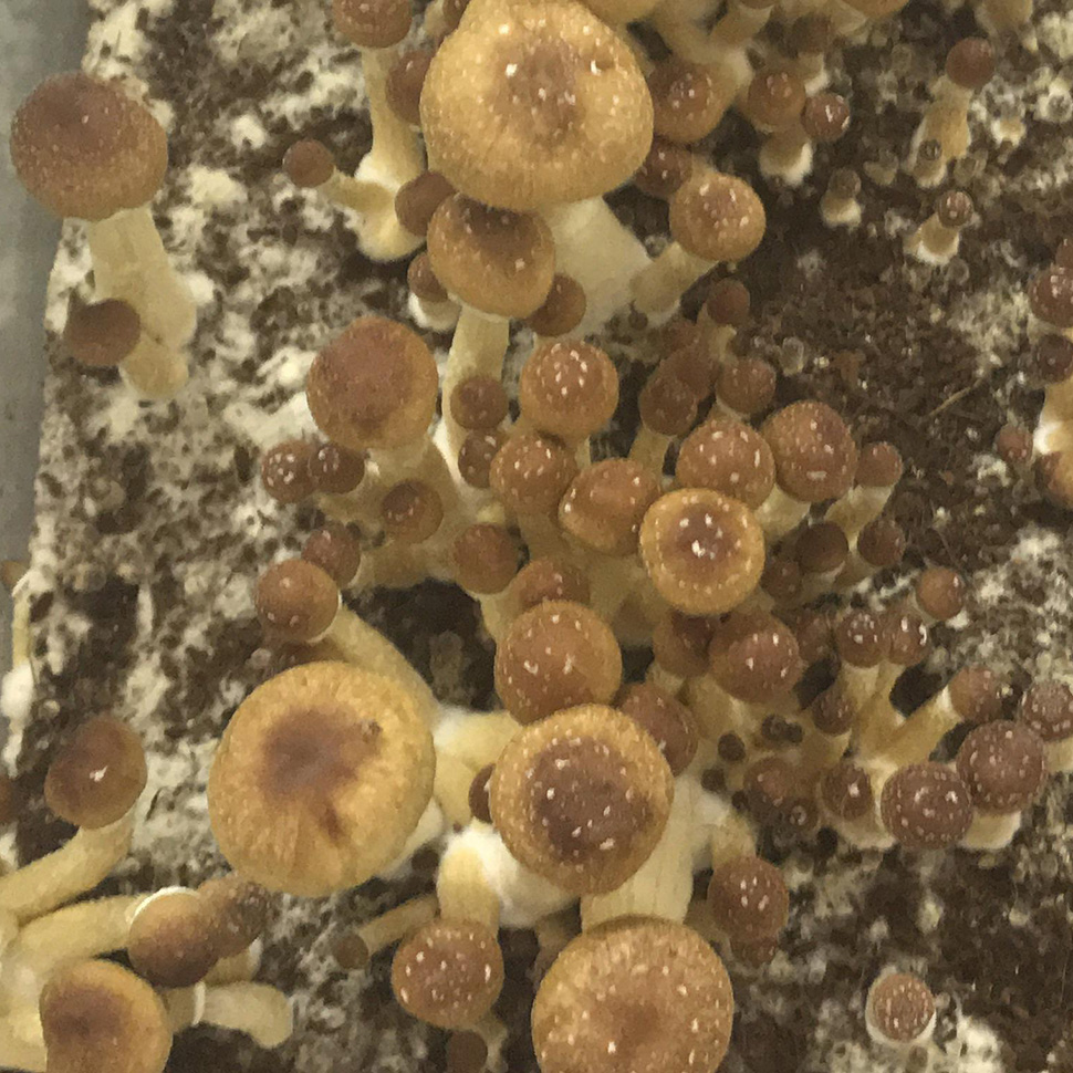 Происхождение стрейна Psilocibe cubensis «Hawaii»