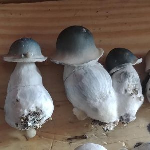 Psilocibe cubensis «Penis Envy»