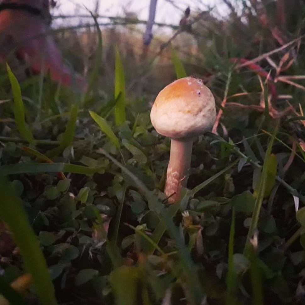 Psilocybe cubensis Teonanacatl