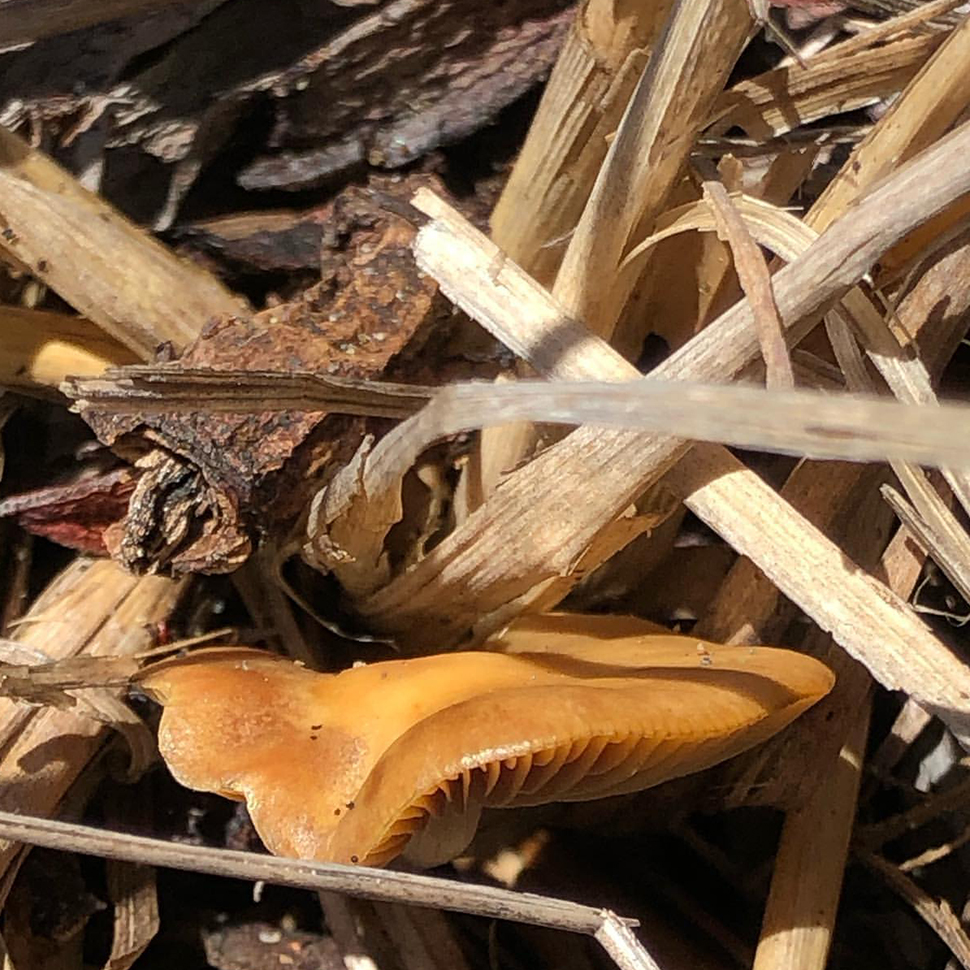 Описание внешнего вида Psilocybe cubensis Teonanacatl