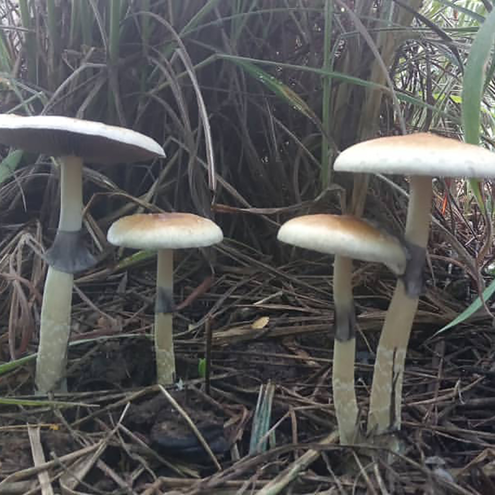 Происхождение стрейна Psilocybe cubensis Teonanacatl﻿