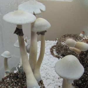 Psilocybe Albino А+