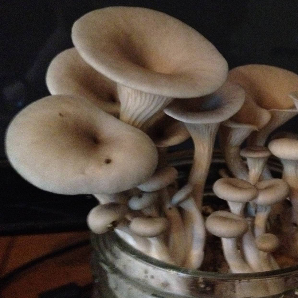 Описание внешнего вида Psilocybe Albino А+