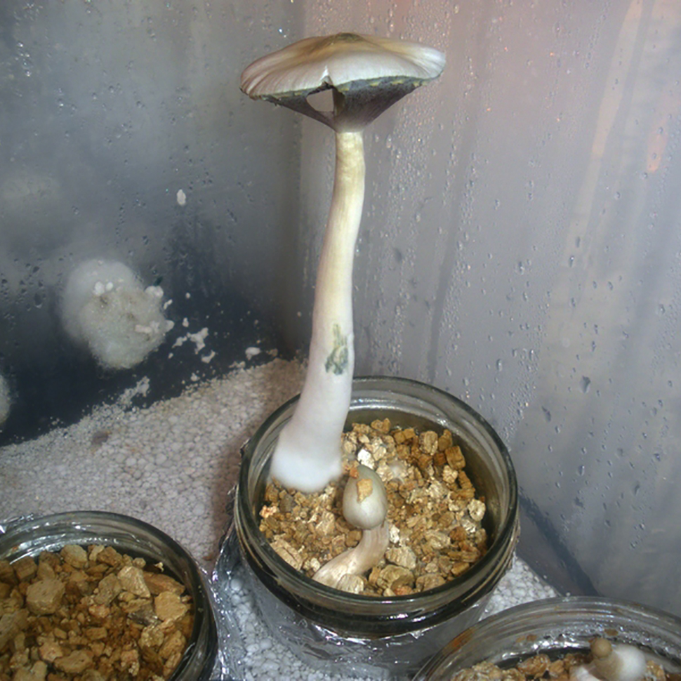 Происхождение стрейна Psilocybe Albino А+