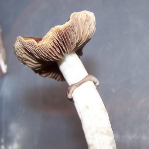 Psilocybe cubensis Brown Boy