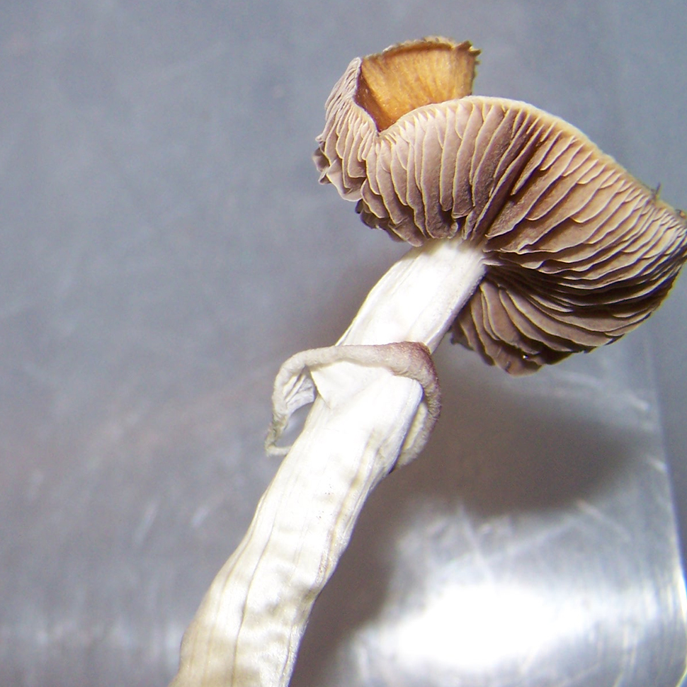 Описание внешнего вида Psilocybe cubensis Brown Boy﻿