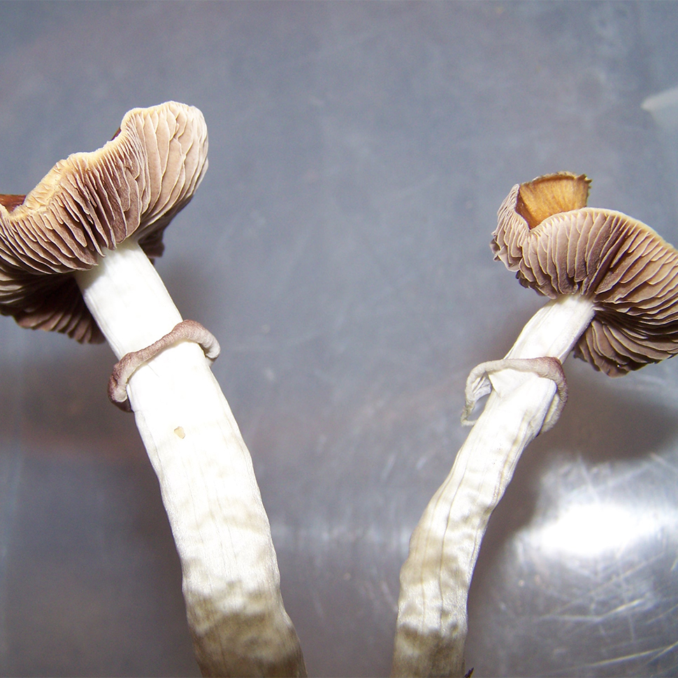 Происхождение стрейна Psilocybe cubensis Brown Boy﻿