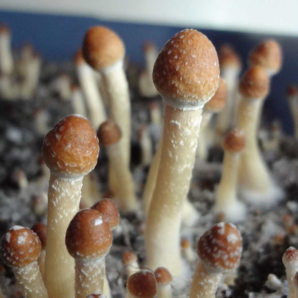 Описание внешнего вида Psilocibe cubensis «John Allen»﻿