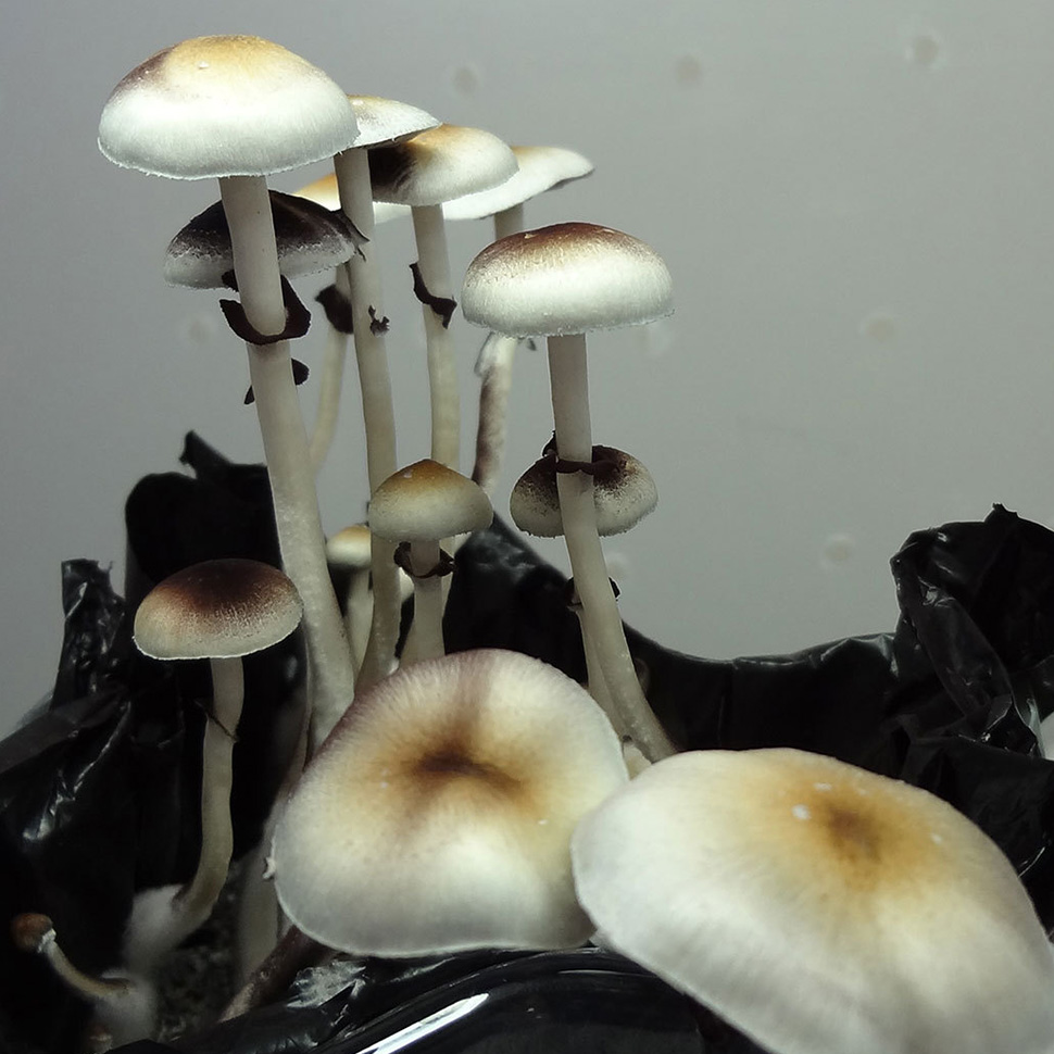 Происхождение стрейна Psilocibe cubensis «John Allen»﻿