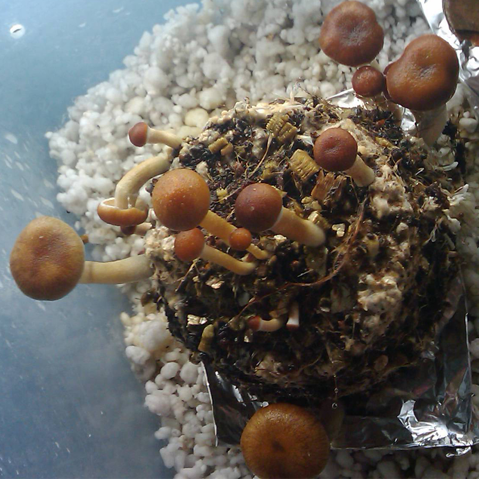 Описание внешнего вида Psilocybe cubensis St La Primavera﻿