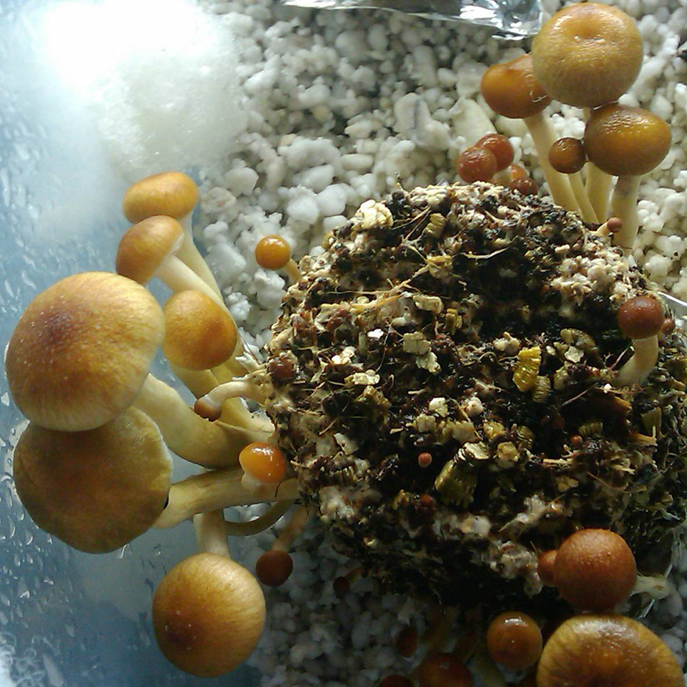 Psilocybe cubensis St La Primavera