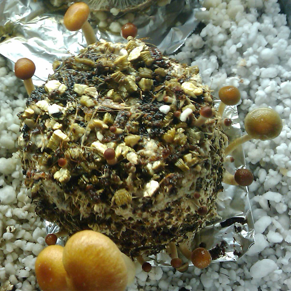 Происхождение стрейна Psilocybe cubensis St La Primavera﻿