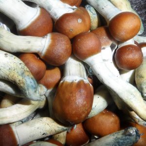 Psilocibe cubensis Malabar