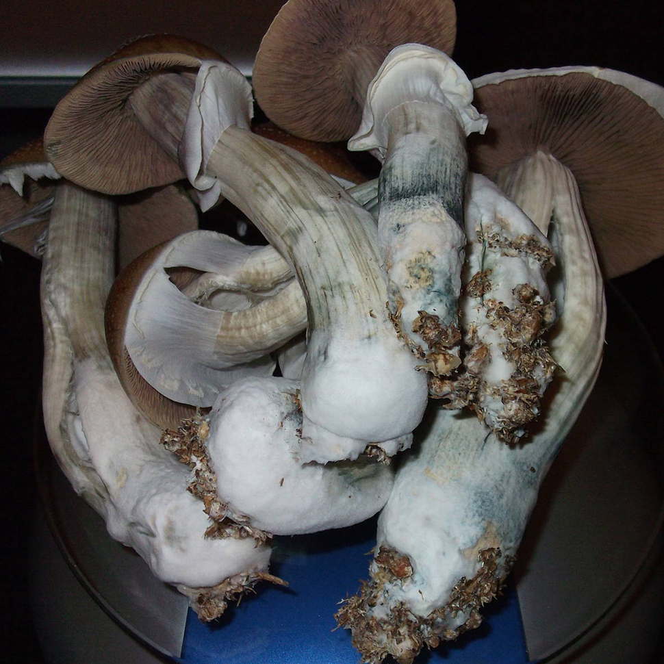 Описание внешнего вида Psilocibe cubensis Malabar﻿