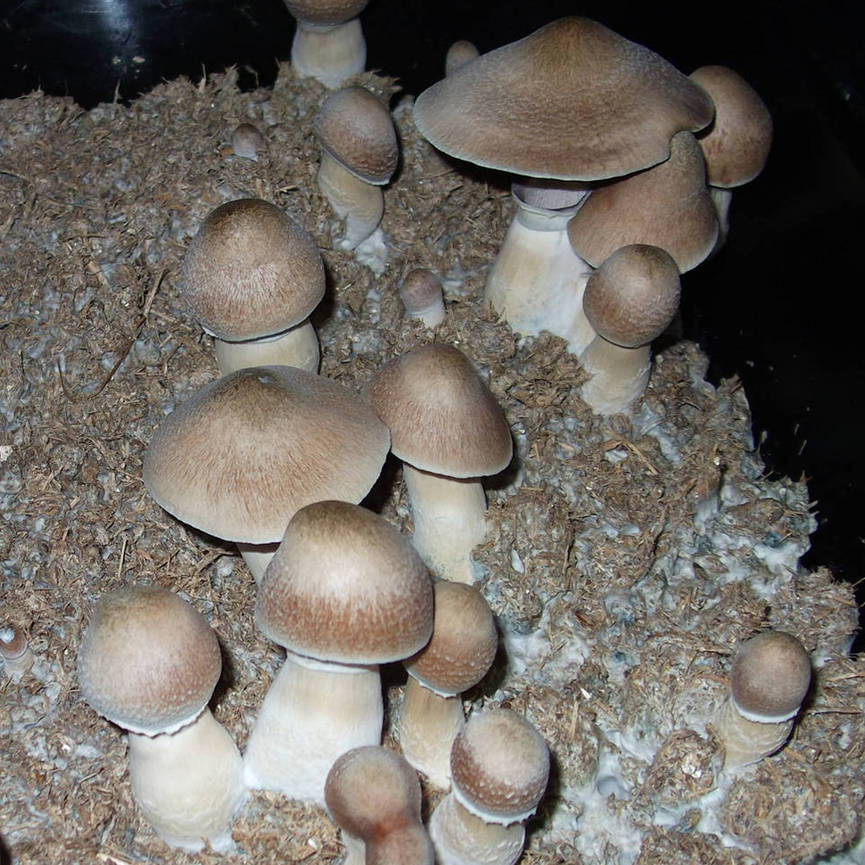 Происхождение стрейна Psilocibe cubensis Malabar﻿